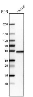 Western Blot: Septin-7 Antibody [NBP1-85731] - Analysis in human cell line U-2 OS.