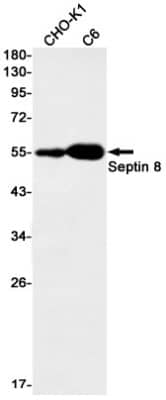 Western Blot: Septin-8 Antibody (S05-2C6) [NBP3-19916] - Western blot detection of Septin-8 in CHO-K1, C6 cell lysates using NBP3-19916 (1:1000 diluted). Predicted band size: 56kDa. Observed band size: 56kDa.