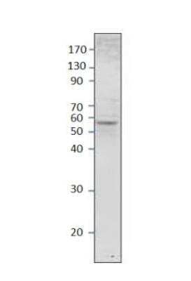 Western Blot: Septin-8 Antibody [NBP3-12492] - 1:500 antibody dilution in DiluObuffer. Apparent MW is 56 KDa.