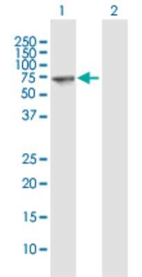 Western Blot: Septin-9 Antibody [H00010801-B01P] - Analysis of SEPT9 expression in transfected 293T cell line by SEPT9 polyclonal antibody.  Lane 1: SEPT9 transfected lysate(62.48 KDa). Lane 2: Non-transfected lysate.