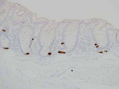 Immunohistochemistry-Paraffin: Serotonin Antibody (5HT-H209) [NB120-16007] - FFPE rhesus macaque proximal colon. Image from verified customer review.