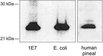 Western Blot: Serotonin N-acetyltransferase Antibody [NB100-135] - Samples of 1E7 homogenates and bacterially expressed hAANAT were loaded, which contained similar levels of AANAT activity in 65 ug and 2.6 ng of protein.