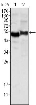 Western Blot: Serpin A1/alpha 1-Antitrypsin Antibody (2B12) [NBP1-47444] - Analysis using AAT mouse mAb against human plasma (1) and NIH/3T3 cell lysate (2).