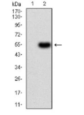 Western Blot: Serpin A1/alpha 1-Antitrypsin Antibody (6F9H11) [NBP2-52558] - Analysis using SERPINA1 mAb against HEK293 (1) and SERPINA1 (AA: 23-237)-hIgGFc transfected HEK293 (2) cell lysate.