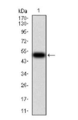 Western Blot: Serpin A1/alpha 1-Antitrypsin Antibody (6F9H11) [NBP2-52558] - Analysis using SERPINA1 mAb against human SERPINA1 (AA: 23-237) recombinant protein. (Expected MW is 50.3 kDa).