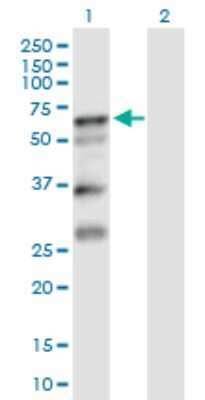 Western Blot: Serpin A10/ZPI Antibody [H00051156-B01P] - Analysis of SERPINA10 expression in transfected 293T cell line by SERPINA10 polyclonal antibody.  Lane 1: SERPINA10 transfected lysate(48.84 KDa). Lane 2: Non-transfected lysate.