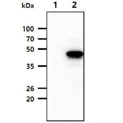 Western Blot: Serpin A12 Antibody (1C4) [NBP1-04354] - The cell lysates (10ug) were resolved by SDS-PAGE, transferred to PVDF membrane and probed with anti-human Vaspin antibody (1:1000). Proteins were visualized using a goat anti-mouse secondary antibody conjugated to HRP and an ECL detection system. Lane 1. 293T cell lysate Lane 2. Vaspin transfected 293T cell lysate