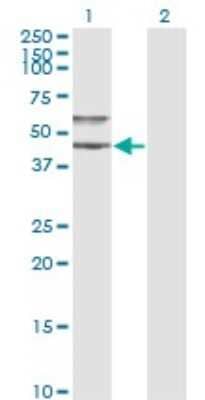 Western Blot: Serpin A3/alpha 1-Antichymotrypsin Antibody (1E6) [H00000012-M01] - Analysis of SERPINA3 expression in transfected 293T cell line by SERPINA3 monoclonal antibody (M01), clone 1E6.Lane 1: SERPINA3 transfected lysate(47.7 KDa).Lane 2: Non-transfected lysate.
