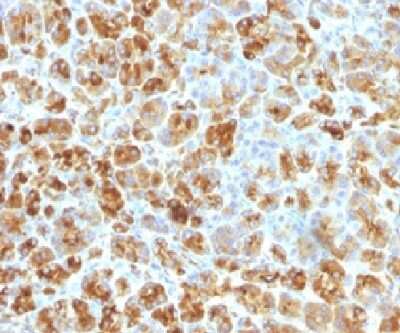 Immunohistochemistry-Paraffin: Serpin A3/alpha 1-Antichymotrypsin Antibody (AACT/1451) - Azide and BSA Free [NBP2-54339] - Formalin-fixed, paraffin-embedded human pancreas stained with Serpin A3/alpha 1-Antichymotrypsin Antibody (AACT/1451).