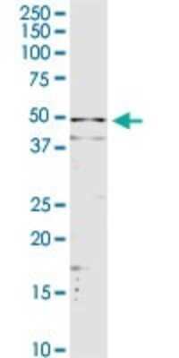 Western Blot: Serpin A3/alpha 1-Antichymotrypsin Antibody [H00000012-D01] - Analysis of SERPINA3 expression in HepG2.