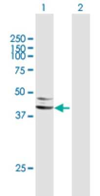 Western Blot: Serpin A5/Protein C Inhibitor Antibody [H00005104-B01P] - Analysis of SERPINA5 expression in transfected 293T cell line by SERPINA5 polyclonal antibody.  Lane 1: SERPINA5 transfected lysate(44.66 KDa). Lane 2: Non-transfected lysate.