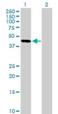 Western Blot: Serpin A5/Protein C Inhibitor Antibody [H00005104-B02P] - Analysis of SERPINA5 expression in transfected 293T cell line by SERPINA5 polyclonal antibody.  Lane 1: SERPINA5 transfected lysate(44.77 KDa). Lane 2: Non-transfected lysate.