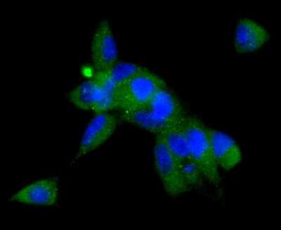 Immunocytochemistry/Immunofluorescence: Serpin A8/Angiotensinogen Antibody (SD201-02) [NBP2-67778] - Staining Angiotensinogen in 293 cells (green). The nuclear counter stain is DAPI (blue). Cells were fixed in paraformaldehyde, permeabilised with 0.25% Triton X100/PBS.