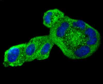 Immunocytochemistry/Immunofluorescence: Serpin A8/Angiotensinogen Antibody (SD201-02) [NBP2-67778] - Staining Angiotensinogen in Hela cells (green). The nuclear counter stain is DAPI (blue). Cells were fixed in paraformaldehyde, permeabilised with 0.25% Triton X100/PBS.