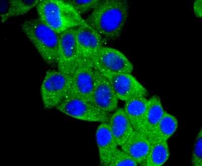 Immunocytochemistry/Immunofluorescence: Serpin A8/Angiotensinogen Antibody (SD201-02) [NBP2-67778] - Staining Angiotensinogen in HepG2 cells (green). The nuclear counter stain is DAPI (blue). Cells were fixed in paraformaldehyde, permeabilised with 0.25% Triton X100/PBS.
