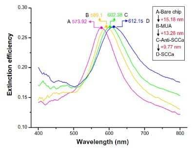 Flow Cytometry: Serpin B3/SCCA1 Antibody (OTI3C2) [NBP2-03483] - LSPR spectra for processing steps of immobilization and detection of 100 pM SCCa. (A) Bare silver nanochip,max =573.92 nm. (B) Modification of 1 mM MUA,max =589.1 nm. (C) Incubation with 10 ug/mL monoclonal anti-SCCa,max =602.38 nm. (D) Detection of 100 pm SCCa,max =612.15 nm.Note: All spectra were collected at room temperature in air.Abbreviations: LSPR, localized surface plasmon resonance; MUA, 11-mercaptoundecanoic acid;