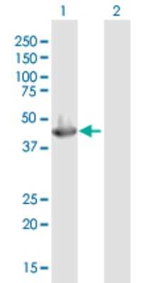 Western Blot: Serpin B3/SCCA1 Antibody [H00006317-B02P] - Analysis of SERPINB3 expression in transfected 293T cell line by SERPINB3 polyclonal antibody.  Lane 1: SERPINB3 transfected lysate(42.9 KDa). Lane 2: Non-transfected lysate.