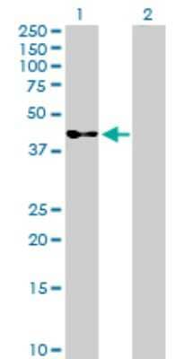 Western Blot: Serpin B3/SCCA1 Antibody [H00006317-D01P] - Analysis of SERPINB3 expression in transfected 293T cell line by SERPINB3 polyclonal antibody.Lane 1: SERPINB3 transfected lysate(44.60 KDa).Lane 2: Non-transfected lysate.