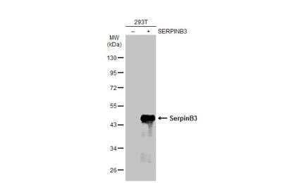 Western Blot: Serpin B3/SCCA1 Antibody [NBP2-20310] - Non-transfected (-) and transfected (+) 293T whole cell extracts (30 ug) were separated by 10% SDS-PAGE, and the membrane was blotted with Serpin B3 antibody diluted at 1:1000. HRP-conjugated anti-rabbit IgG antibody was used to detect the primary antibody.