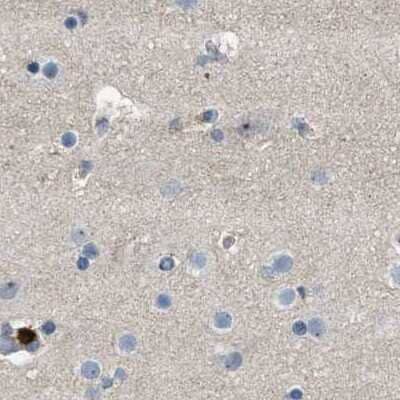 Immunohistochemistry-Paraffin: Serpin B5/Maspin Antibody [NBP1-87778] - Staining of human cerebral cortex.