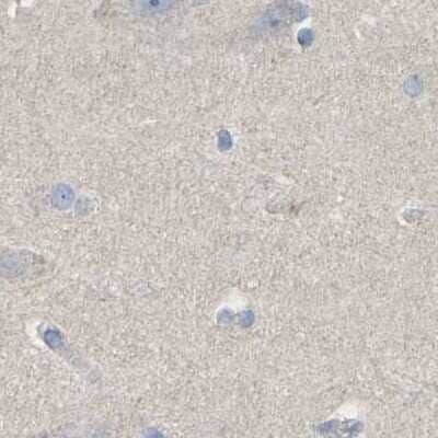 Immunohistochemistry-Paraffin: Serpin B5/Maspin Antibody [NBP1-87780] - Staining of human cerebral cortex.