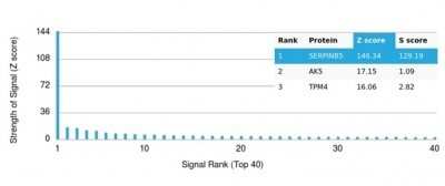 Protein Array: Serpin B5/Maspin Antibody (SERPINB5/4975) - Azide and BSA Free [NBP3-14136] - Analysis of Protein Array containing more than 19,000 full-length human proteins using Serpin B5/Maspin Antibody (SERPINB5/4975).