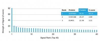Protein Array: Serpin B5/Maspin Antibody (SERPINB5/4977) - Azide and BSA Free [NBP3-14137] - Analysis of Protein Array containing more than 19,000 full-length human proteins using Serpin B5/Maspin Antibody (SERPINB5/4977).