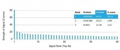 Protein Array: Serpin B5/Maspin Antibody (SERPINB5/4977) [NBP3-13734] - Analysis of Protein Array containing more than 19,000 full-length human proteins using Serpin B5/Maspin Antibody (SERPINB5/4977).