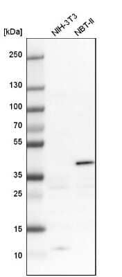 Western Blot: Serpin B5/Maspin Antibody [NBP1-87778] - Analysis in mouse cell line NIH-3T3 and rat cell line NBT-II.