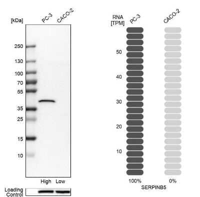 <b>Orthogonal Strategies Validation. </b>Western Blot: Serpin B5/Maspin Antibody [NBP1-87778] - Analysis in human cell lines PC-3 and Caco-2 using Anti-SERPINB5 antibody. Corresponding SERPINB5 RNA-seq data are presented for the same cell lines. Loading control: Anti-HSP90B1.