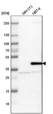 Western Blot: Serpin B5/Maspin Antibody [NBP1-87779] - Analysis in mouse cell line NIH-3T3 and rat cell line NBT-II.