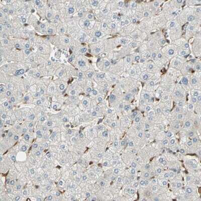 Immunohistochemistry-Paraffin: Serpin B6 Antibody [NBP1-86642] - Staining of human liver shows low expression as expected.