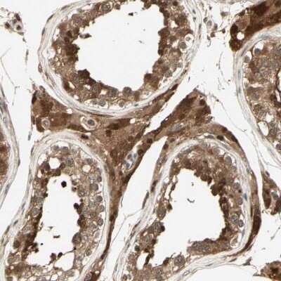 Immunohistochemistry-Paraffin: Serpin B6 Antibody [NBP1-86642] - Staining of human testis shows high expression.