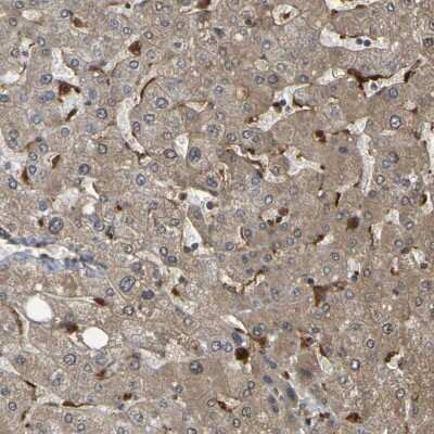 Immunohistochemistry-Paraffin: Serpin B6 Antibody [NBP1-86643] - Staining of human liver shows positivity in Kupffer cells.