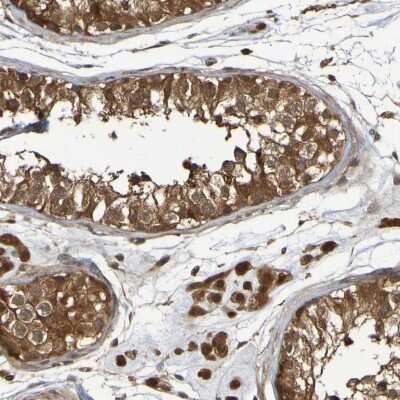 <b>Independent Antibodies Validation. </b>Immunohistochemistry-Paraffin: Serpin B6 Antibody [NBP1-86643] - Staining of human testis shows strong cytoplasmic positivity.