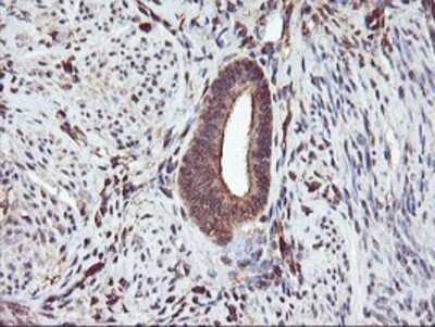 Immunohistochemistry: Serpin B6 Antibody (OTI1C5) - Azide and BSA Free [NBP2-74111] - Staining of paraffin-embedded Human endometrium tissue using anti-SerpinB6 mouse monoclonal antibody.