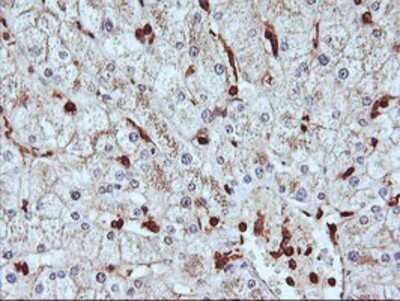 Immunohistochemistry: Serpin B6 Antibody (OTI1C5) - Azide and BSA Free [NBP2-74111] - Staining of paraffin-embedded Human liver tissue using anti-SerpinB6 mouse monoclonal antibody.