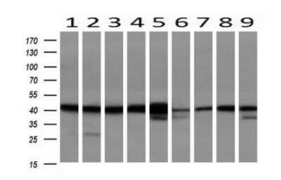 Western Blot: Serpin B6 Antibody (OTI1C5) - Azide and BSA Free [NBP2-74111] - Analysis of extracts (10ug) from 9 Human tissue by using anti-SERPINB6 monoclonal antibody at 1:200 (1: Testis; 2: Omentum; 3: Uterus; 4: Breast; 5: Brain; 6: Liver; 7: Ovary; 8: Thyroid gland; 9: colon)