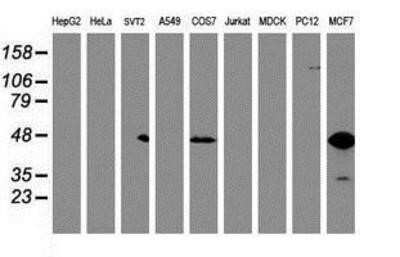 Western Blot: Serpin B6 Antibody (OTI1C5) - Azide and BSA Free [NBP2-74111] - Analysis of extracts (35ug) from 9 different cell lines by using anti-SerpinB6 monoclonal antibody.