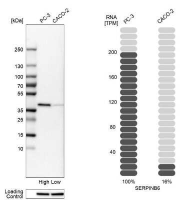 <b>Orthogonal Strategies Validation. </b>Western Blot: Serpin B6 Antibody [NBP1-86642] - Analysis in human cell lines PC-3 and Caco-2 using anti-SERPINB6 antibody. Corresponding SERPINB6 RNA-seq data are presented for the same cell lines. Loading control: anti-HSP90B1.