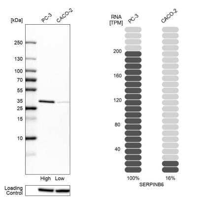 <b>Orthogonal Strategies Validation. </b>Western Blot: Serpin B6 Antibody [NBP1-86643] - Western blot analysis in human cell lines PC-3 and Caco-2. Corresponding RNA-seq data are presented for the same cell lines. Loading control: Anti-HSP90B1.