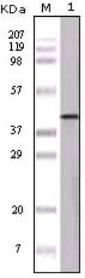 Western Blot: Serpin B8/Proteinase Inhibitor 8 Antibody (3G2E1D9) [NB110-60510] - Analysis using OVA mouse mAb against OVA protein.