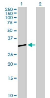 Western Blot: Serpin B8/Proteinase Inhibitor 8 Antibody [H00005271-D01P] - Analysis of SERPINB8 expression in transfected 293T cell line by SERPINB8 polyclonal antibody.Lane 1: SERPINB8 transfected lysate(27.70 KDa).Lane 2: Non-transfected lysate.