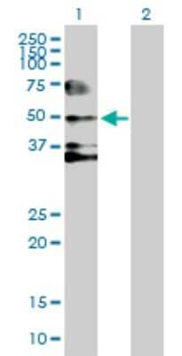 Western Blot: Serpin D1/Heparin Cofactor II Antibody [H00003053-B01P] - Analysis of SERPIND1 expression in transfected 293T cell line by SERPIND1 polyclonal antibody.  Lane 1: SERPIND1 transfected lysate(54.89 KDa). Lane 2: Non-transfected lysate.
