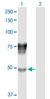 Western Blot: Serpin D1/Heparin Cofactor II Antibody [H00003053-D01P] - Analysis of SERPIND1 expression in transfected 293T cell line by SERPIND1 polyclonal antibody.Lane 1: SERPIND1 transfected lysate(57.00 KDa).Lane 2: Non-transfected lysate.