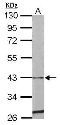 Western Blot: Serpin E2/PN1 Antibody [NBP2-20314] - Sample (50 ug of whole cell lysate) A: Mouse Heart, 10% SDS PAGE gel, diluted at 1:500.