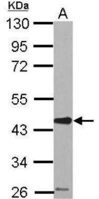 Western Blot: Serpin E2/PN1 Antibody [NBP2-20315] - Sample (50 ug of whole cell lysate) A: mouse brain 10% SDS PAGE  diluted at 1:2000 The HRP-conjugated anti-rabbit IgG antibody (NBP2-19301) was used to detect the primary antibody.