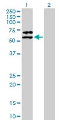 Western Blot: Serpin F2/alpha 2-Antiplasmin Antibody [H00005345-B01P] - Analysis of SERPINF2 expression in transfected 293T cell line by SERPINF2 polyclonal antibody.  Lane 1: SERPINF2 transfected lysate(54.01 KDa). Lane 2: Non-transfected lysate.