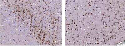 Immunohistochemistry-Paraffin: Serpin I1/Neuroserpin Antibody (002) [NBP2-90745] - Immunochemical staining of mouse serpinI1 in mouse brain (from 2 donors) with rabbit monoclonal antibody (1:1000, formalin-fixed paraffin embedded sections).