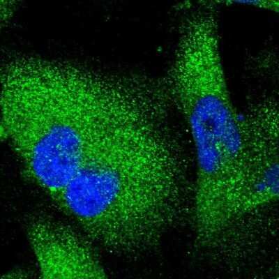 Immunocytochemistry/Immunofluorescence: Serpin I1/Neuroserpin Antibody [NBP1-82587] - Staining of human cell line U-251 MG shows localization to cytosol. Antibody staining is shown in green.